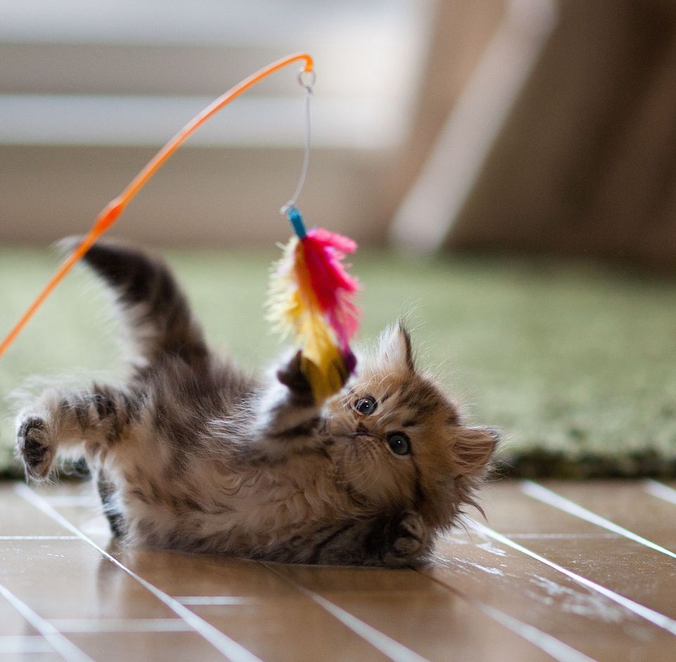 Image of a kitten playing with feather toy.