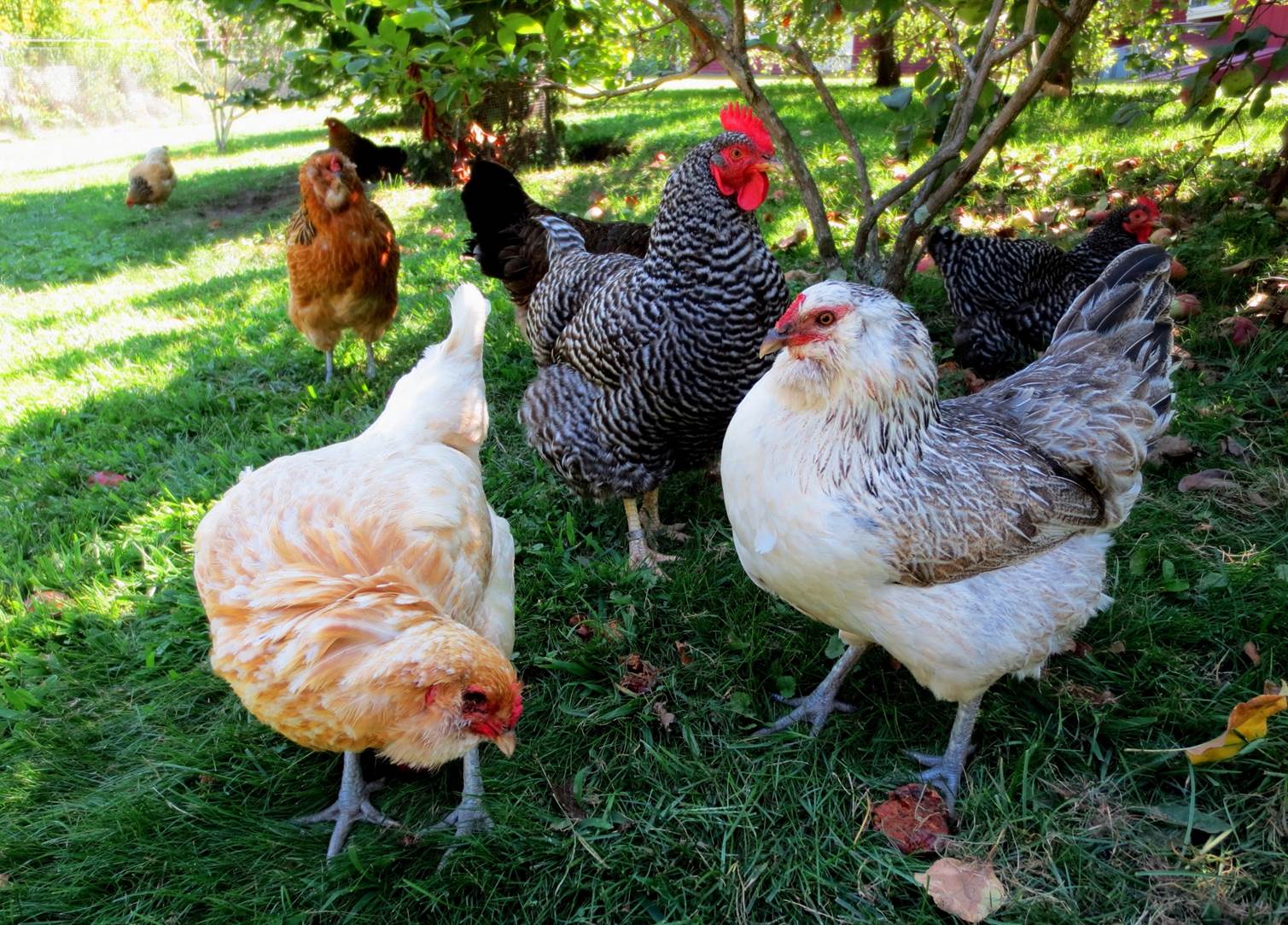 Image of several chickens feeding on a lawn.