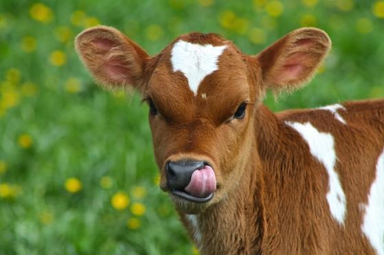 Photo of a young calf licking its chops.