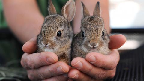 bunnies