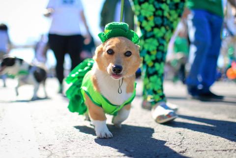 parade doggie