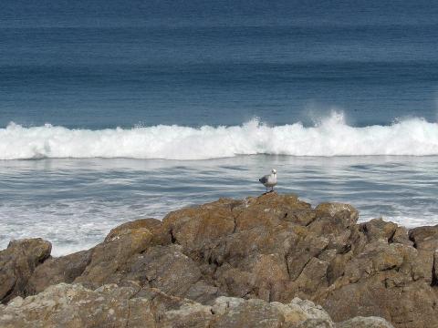 Seagull, sea