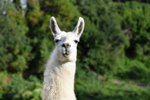 llama