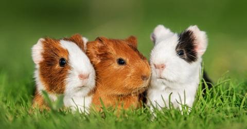 Guinea Pigs