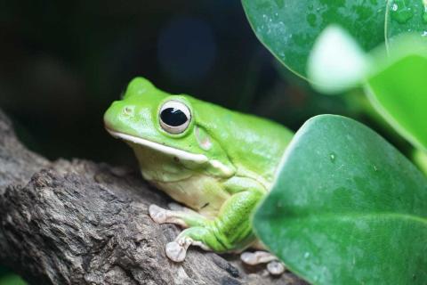 tree frog