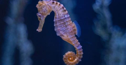 seahorse