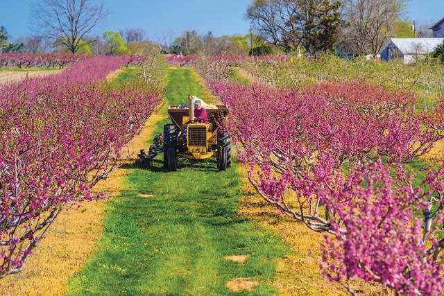 Aerial photo of Wickham's Fruit Farm orchard in bloom, a tractor riding between the rows of trees.