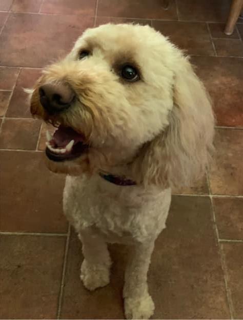 Ceili the therapy dog is ready to read!!