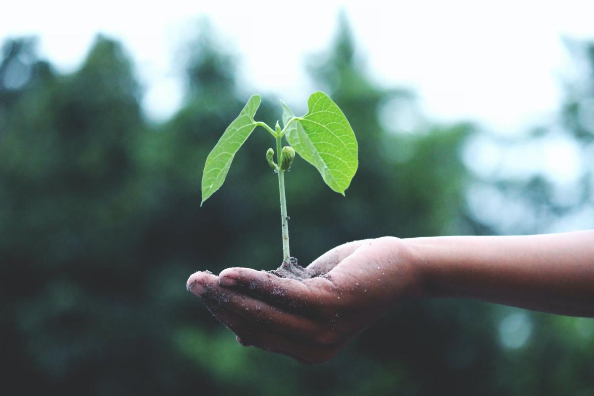 earth day plant