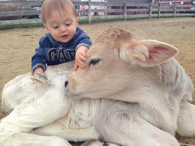 Cuddle a Cow Storytime