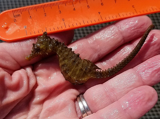 seahorse