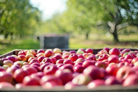 Apples, orchard