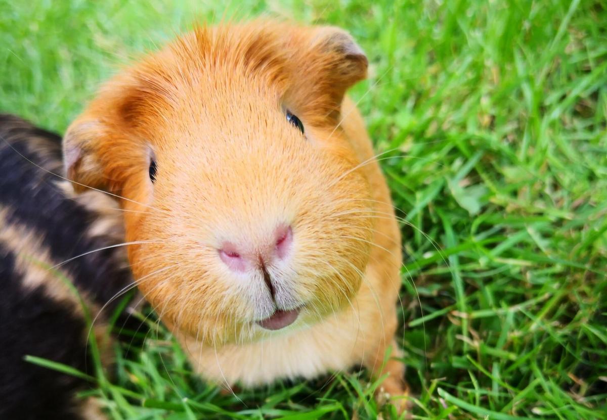 guinea pig